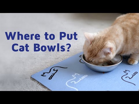 Where to Put Cat Food and Water Bowls? The Best Locations to Place Cat Dishes. - Americat Company