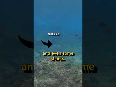 Scuba Diving in Phi Phi Islands, Thailand