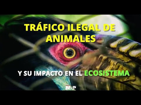Tráfico ilegal de animales y su impacto en el ecosistema - #EspecialMS