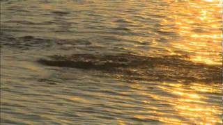 preview picture of video 'Roy Lake Smallmouth Bass Fishing with Ron Schara'
