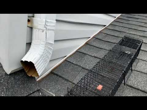 Removing Squirrels from this Home in Point Pleasant Beach, NJ