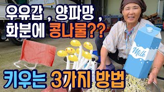 콩나물 쉽게 키우기 3가지 방법, 콩나물 콩은? - grow bean sprouts at home