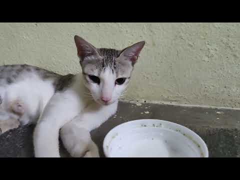 Cat with Little Cats