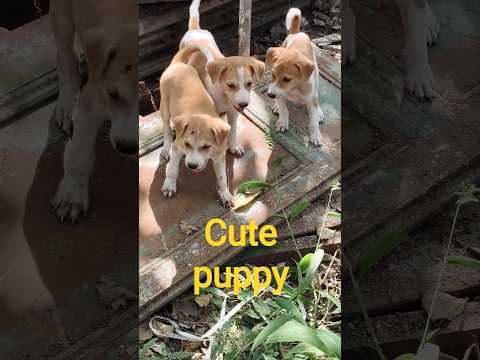 @krishik6549 #viral cute puppy#YouTube viral cute puppy#voice for voiceless#video for littlebaby