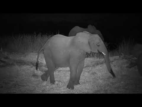 Djuma: Elephant herd of all sizes gets a drink at the small pan - 21:51 - 06/18/21
