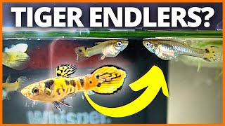 "Flame" Tiger Endler Breeding Update: Colors Showing!