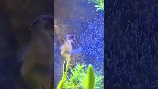 Yes, it’s the male giving birth! This is how seahorses are born 😱