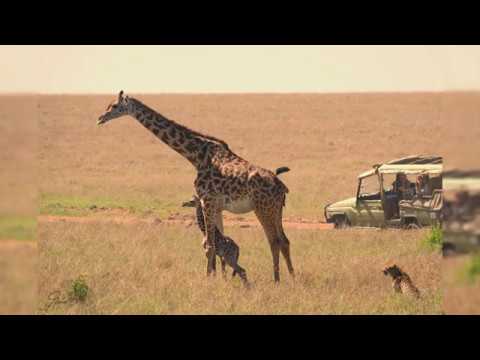 5 cheetahs fail to hunt down a newly born giraffe (Masai Mara, Kenya)