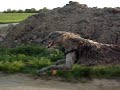 Lebrel Escocés - scottish deerhound running