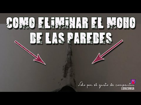 Quitar fácil y rápido el moho en las paredes