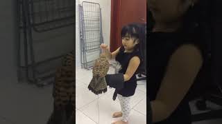 My daughter with “Girl” our female Eurasian Kestrel..