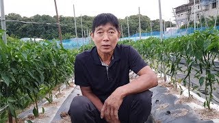 고추농사 석회결핍증상과 원인분석 결핍에 걸리면 (하초)쪼골초 및 품질저하로 가격을 덜 받게 됩니다.