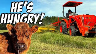 We Tried Small Bale Haying: Here's What We Learned!