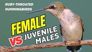 Download lagu Burung Kolibri Tenggorokan Merah Betina vs. Jantan Muda: 2 Perbedaan Utama mp3