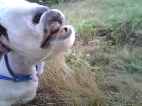 download lagu mp3 mp4 Goat Lips, download lagu Goat Lips gratis, unduh video klip Goat Lips