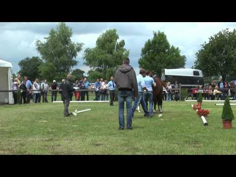 Sudweyher Fohlenschau 2014 - Kat.-Nr. 38