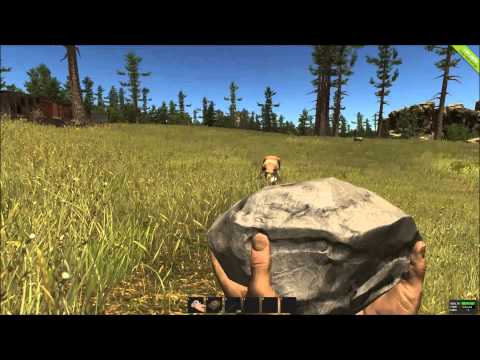 Titta ola det kommer en björn