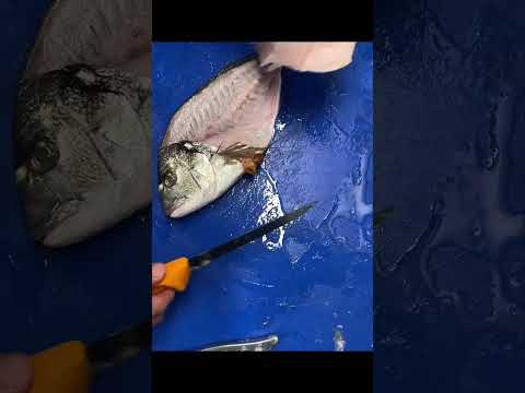 Quick & Easy Way To Scale & Fillet  Gilthead Bream