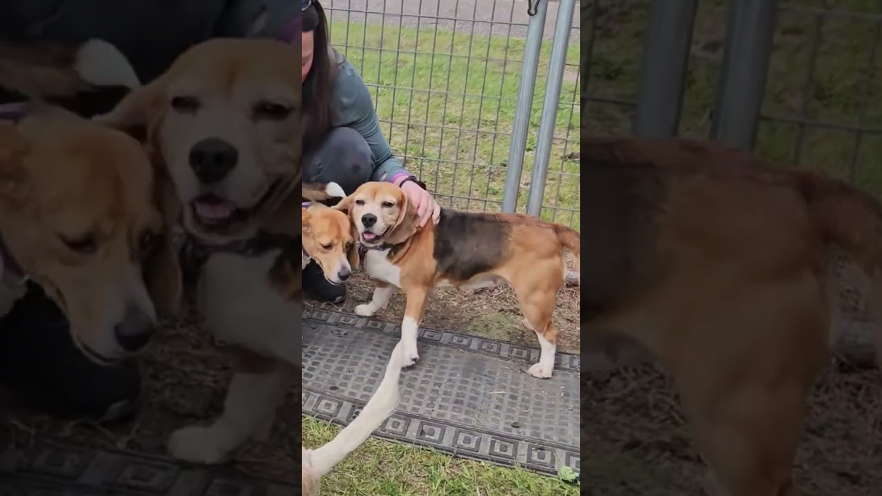 Enlarge Dorothy, a Adoptable Beagle in Barron, WI video 6/6