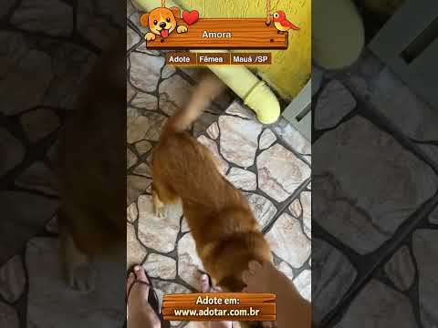 Vídeo de Amora 