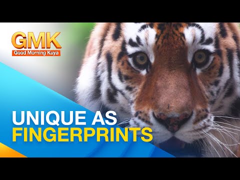 Tiger stripes pattern and their significance Wonders of Creation