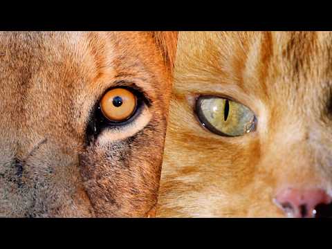 How Kittens Hijack the Human Brain (4K Documentary)