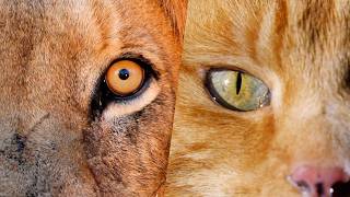 How Kittens Hijack the Human Brain (4K Documentary) MQDEFAULT Thumbnail