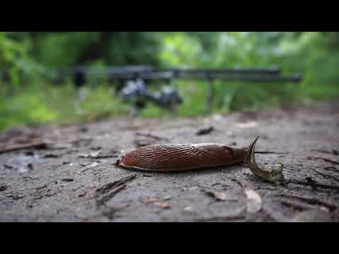 Karpfenangeln am kleinen Fluss #Erik'sBanklife