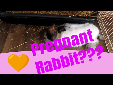 YouTube video about: How does giving birth days apart affect the rabbit?