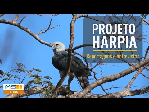 Harpia em Corumbá, Mato Grosso do Sul