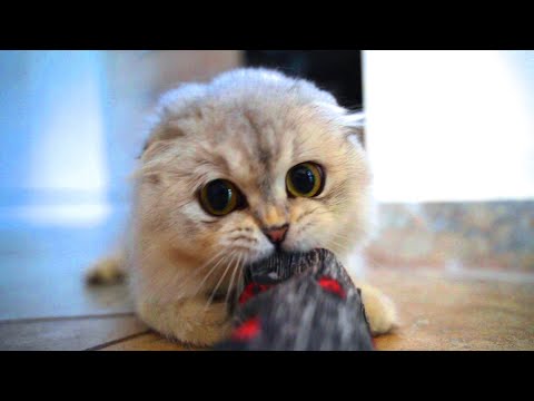 Kitten VS Pillow | Little Gushka 🐾