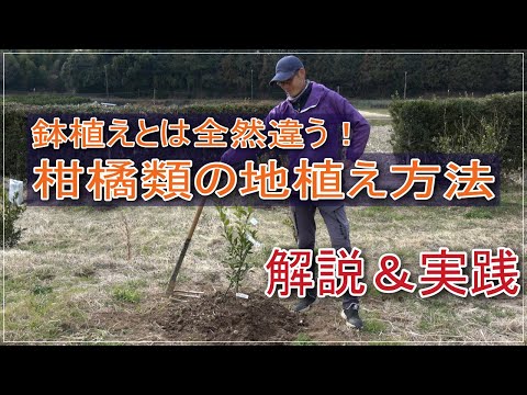 耐寒性柑橘類のキンカン フォーチュンラ マルガリータ