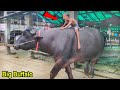 Big Buffalo In Bangladesh Buffalo Riding Big Buffalo Video Gabtoli Buffalo New Collection