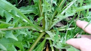 Riconoscere la Radicchiella (Crepis Vesicaria) le proprietà e come cucinarla.