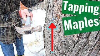 Tapping Maple Trees for Syrup the EASY WAY