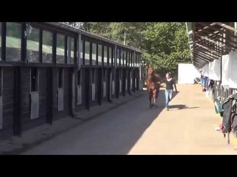 35. Junghengst v. Cellestial / Lancer II