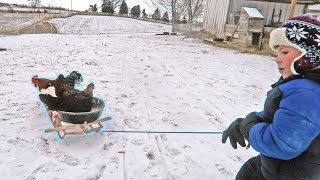 Sledding with Chickens