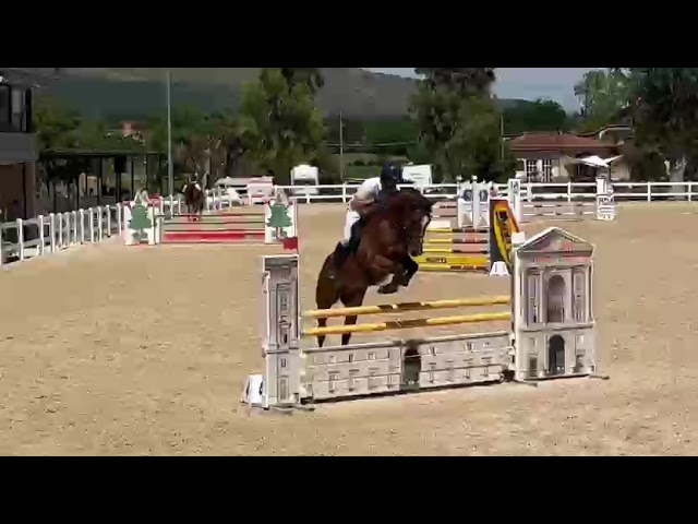 Cavallo salto ostacoli