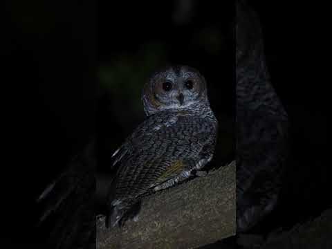 Mottled Wood Owl Call