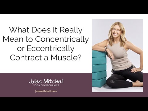 What does it really mean to concentrically and eccentrically contract a muscle?