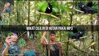 Download lagu Mikat cililin dapat cililin unik paling di cari & strek bertubi tubi versi Geri & tomi dihutan mp3