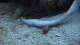 Unknown Sea Creature Filmed Off Florida Coast Video