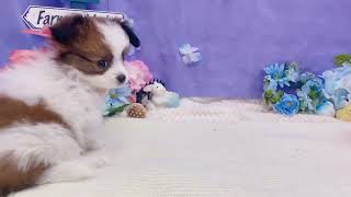 パピヨンの動画01