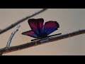 Robotic Butterfly by KAIST