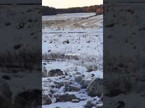 ECCO2K - Snippet in 🇸🇪Swedish🇸🇪 (prod. Varg)