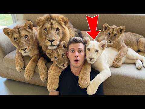 Raised A Lion Pride: One Is WHITE! (Then THIS Happened! 🤯)