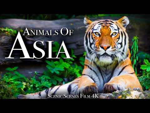 Animals of Asia 4K – Amazing Scenes of Asia Wildlife | Scenic Relaxation Film