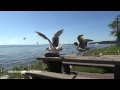 Food Fight Crows Vs Seagulls Fish N Chips