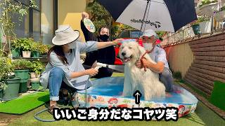 暑すぎてプール入ったら女王様になってしまった愛犬【良いご身分編】