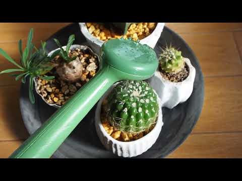 クリスマスサボテンに水やり: どれくらいの水が必要ですか? 植物